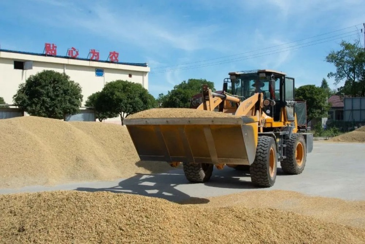 稻谷水分和雜質指標的增扣量標準